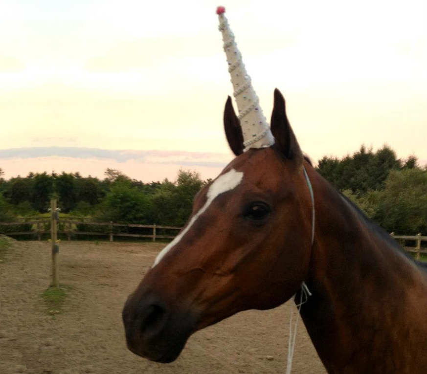 Horses Dressing Up as Unicorns for 
