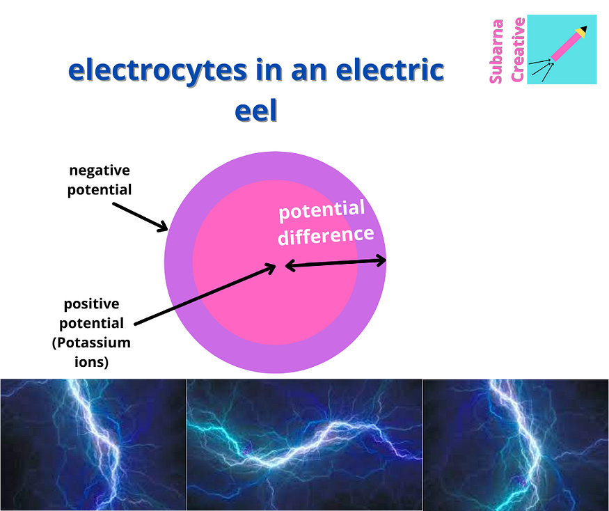 Cells in electric eels that produce electricity
