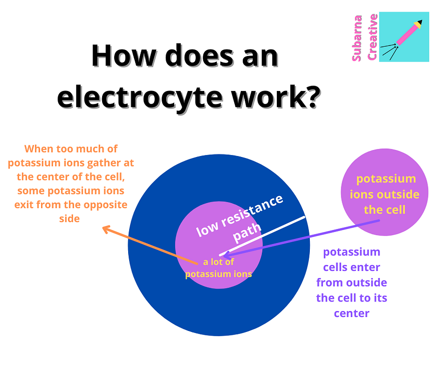 How do electric eels produce electricity