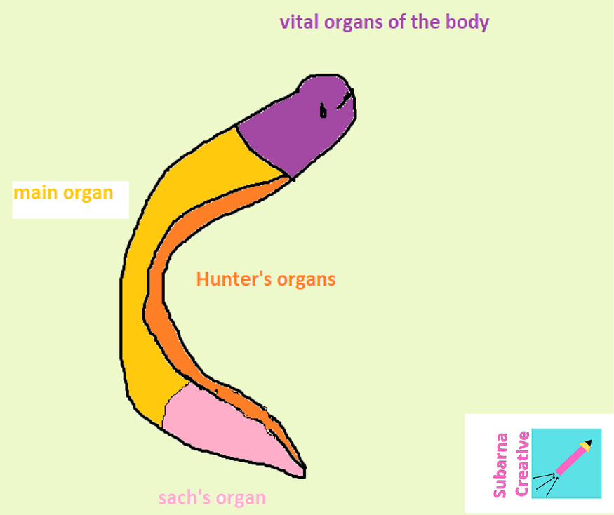 electric eel anatomy animation