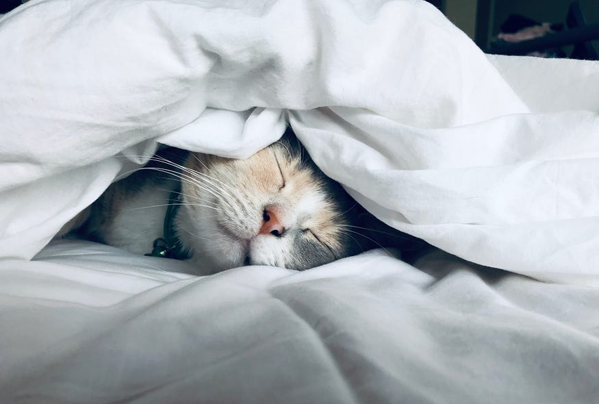 Image of kitten, sleeping and tucked inside a white duvert