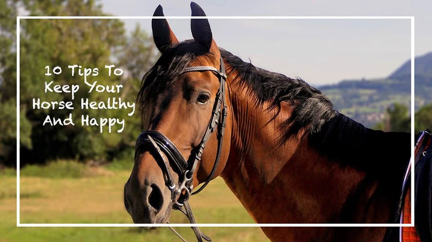 No.1 Best 10 Tips To Keep Your Horse Healthier and Happy