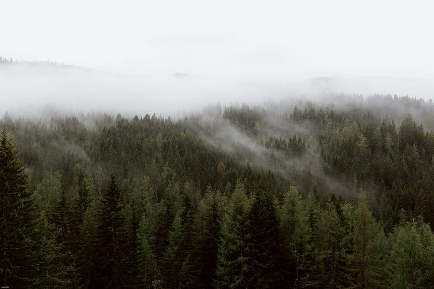 How To Build Systems Where The Rich DON’T Get Richer — An aerial picture of a dense coniferous forest where there is fog and mist moving above them. The photo was taken by Eberhard Grossgasteiger.