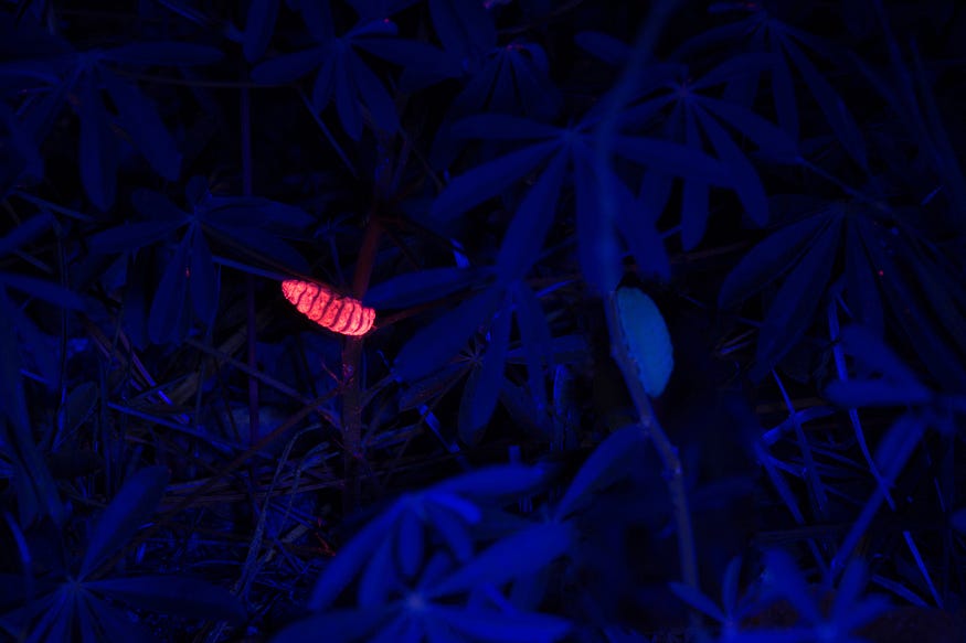 A caterpillar painted with UV powder glows pink in the dark under blacklight