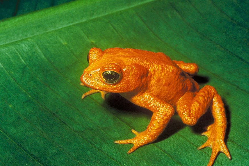 To Infinity And Beyond? — What Is The Final Destination? — An image showing a golden toad sitting cutely on a green leaf. The golden toad was originally native to a small region in Costa Rica. But now, the golden toad has become extinct.