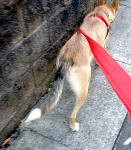 collar harness combo