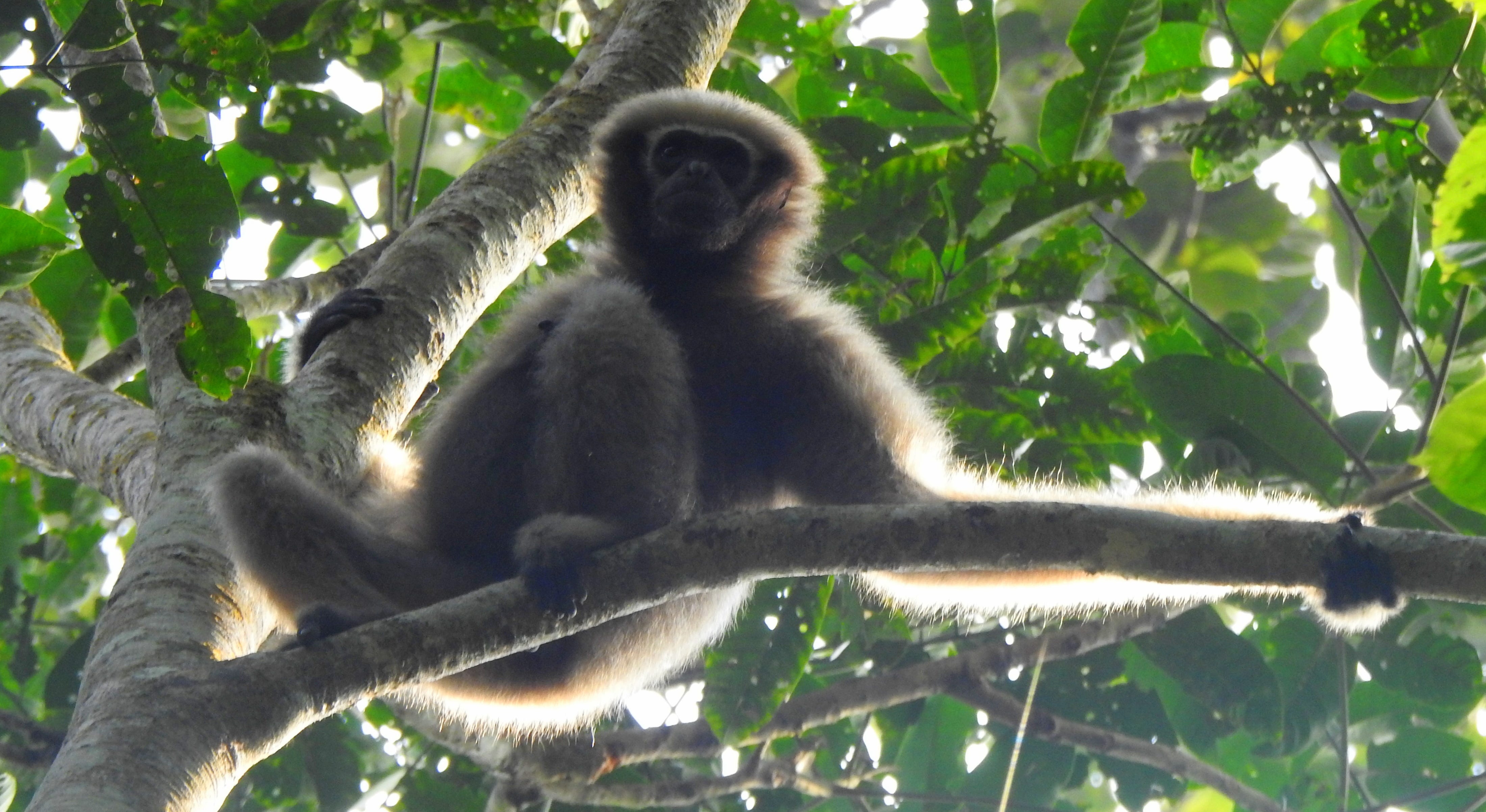 The awesome Hollongapar Gibbon Sanctuary. by Gary the Intrepid Traveller Aug, 2020 Medium