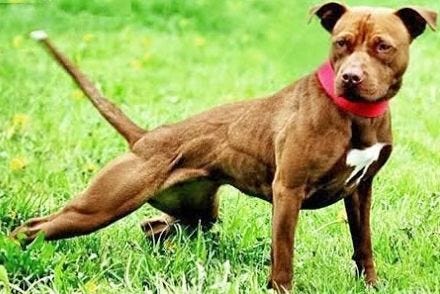 medium pitbull