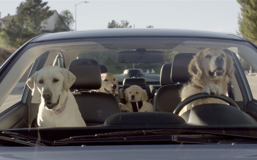dog gravy walmart