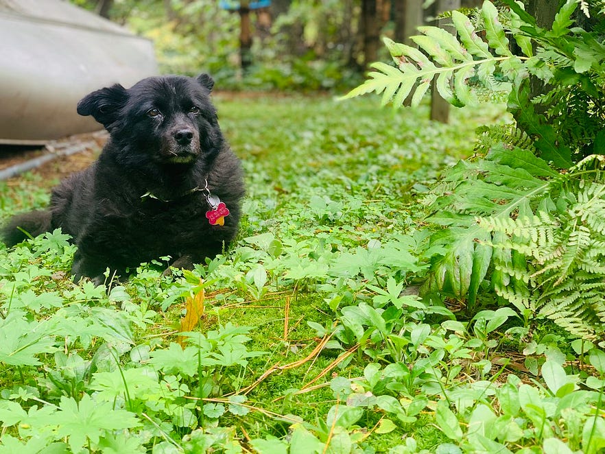 How to Get Your Pet Photos Into ‘Animal Crossing New Horizons’ by