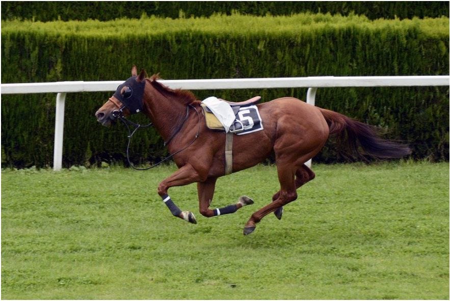 Do Horses Suffer From Ptsd Post Traumatic Stress Disorder