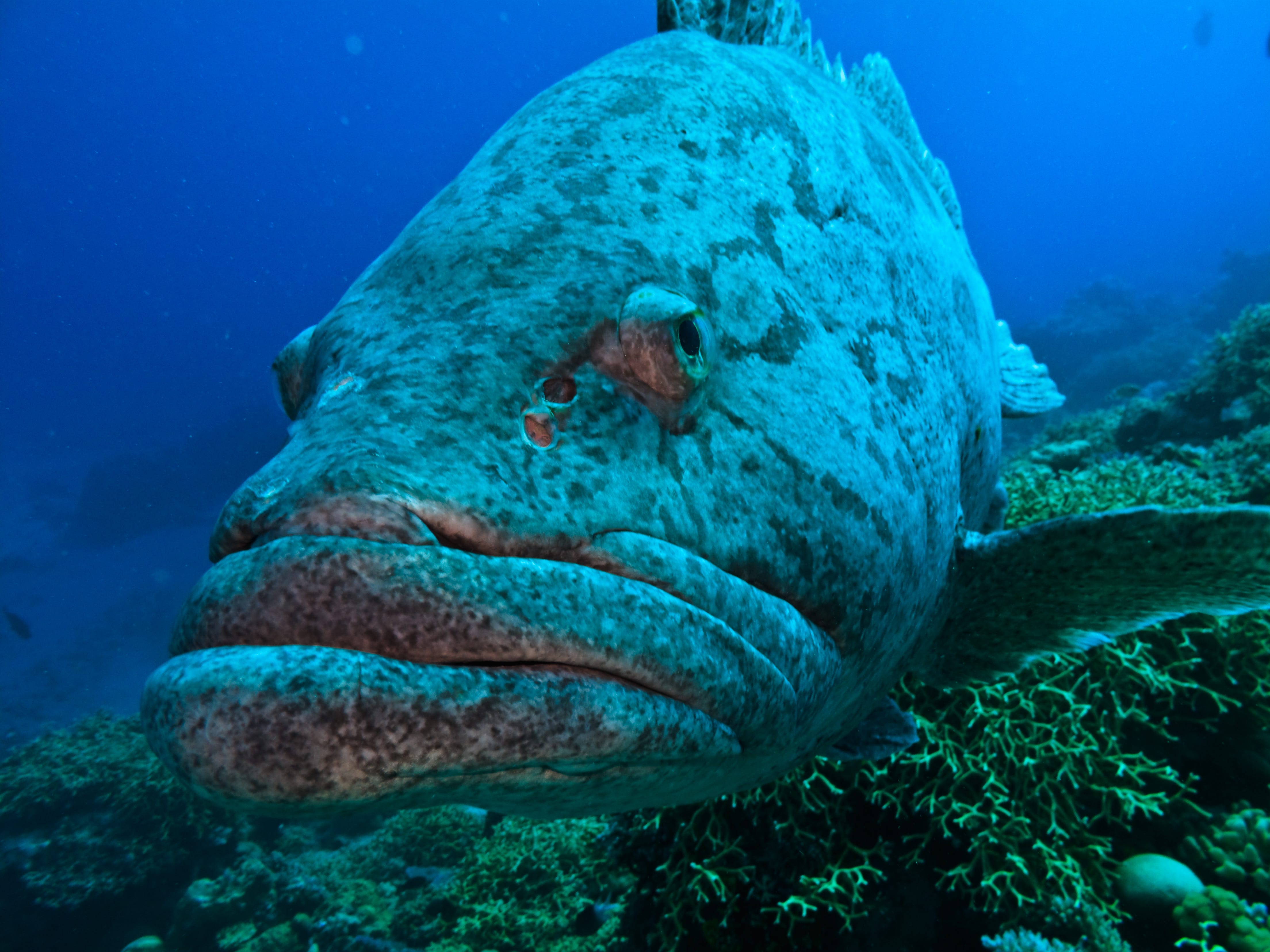 The grouper Clearance
