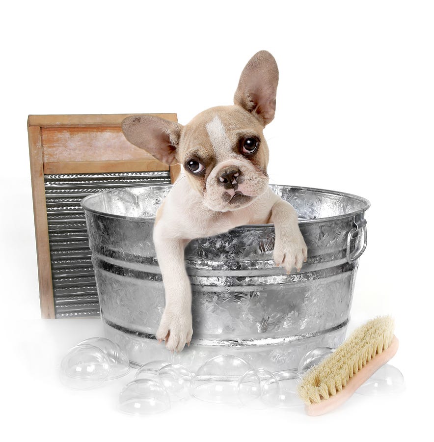 shower dog