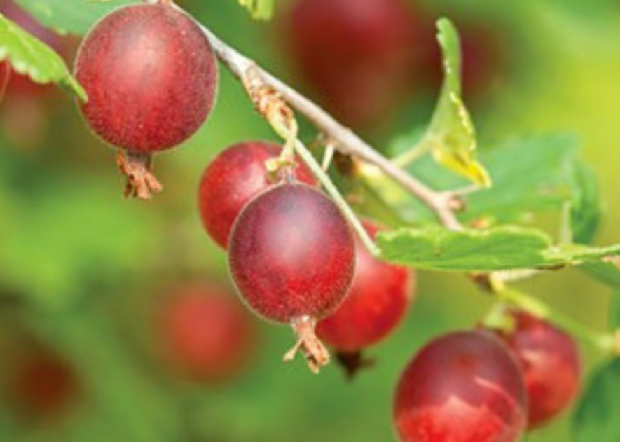 Bring us a Shrubbery! Best plants for an edible hedge by