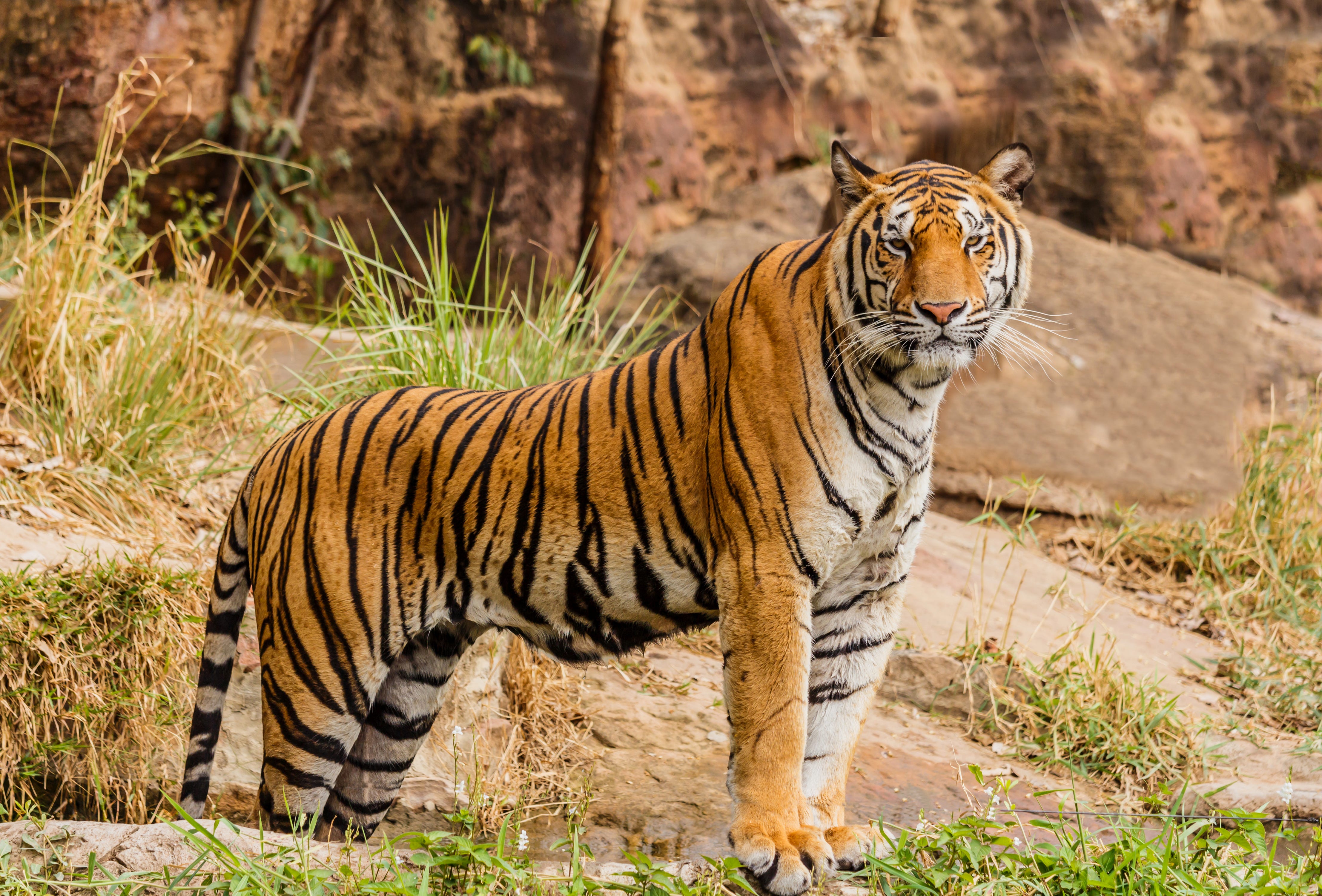 The True Hero Of Tiger King Age Of Awareness Medium