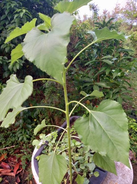 image is of a large sunflower in a nursery container; there are no flowering as yet; the buds are not ready.