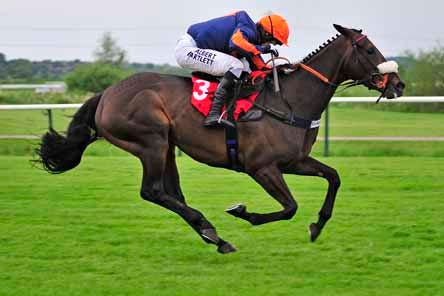 Race Horses Hunting Riding And Owning By Bruce Robbins Medium