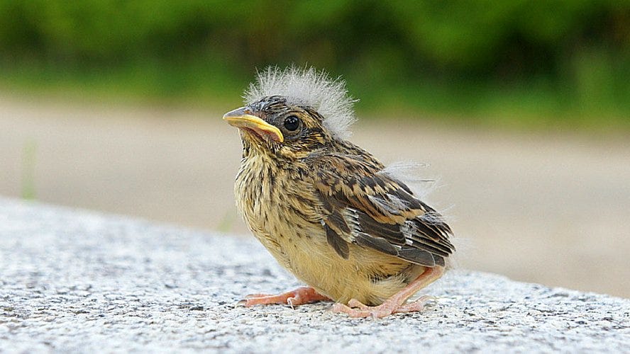 Vol Petit Oiseau Sylvain Briant