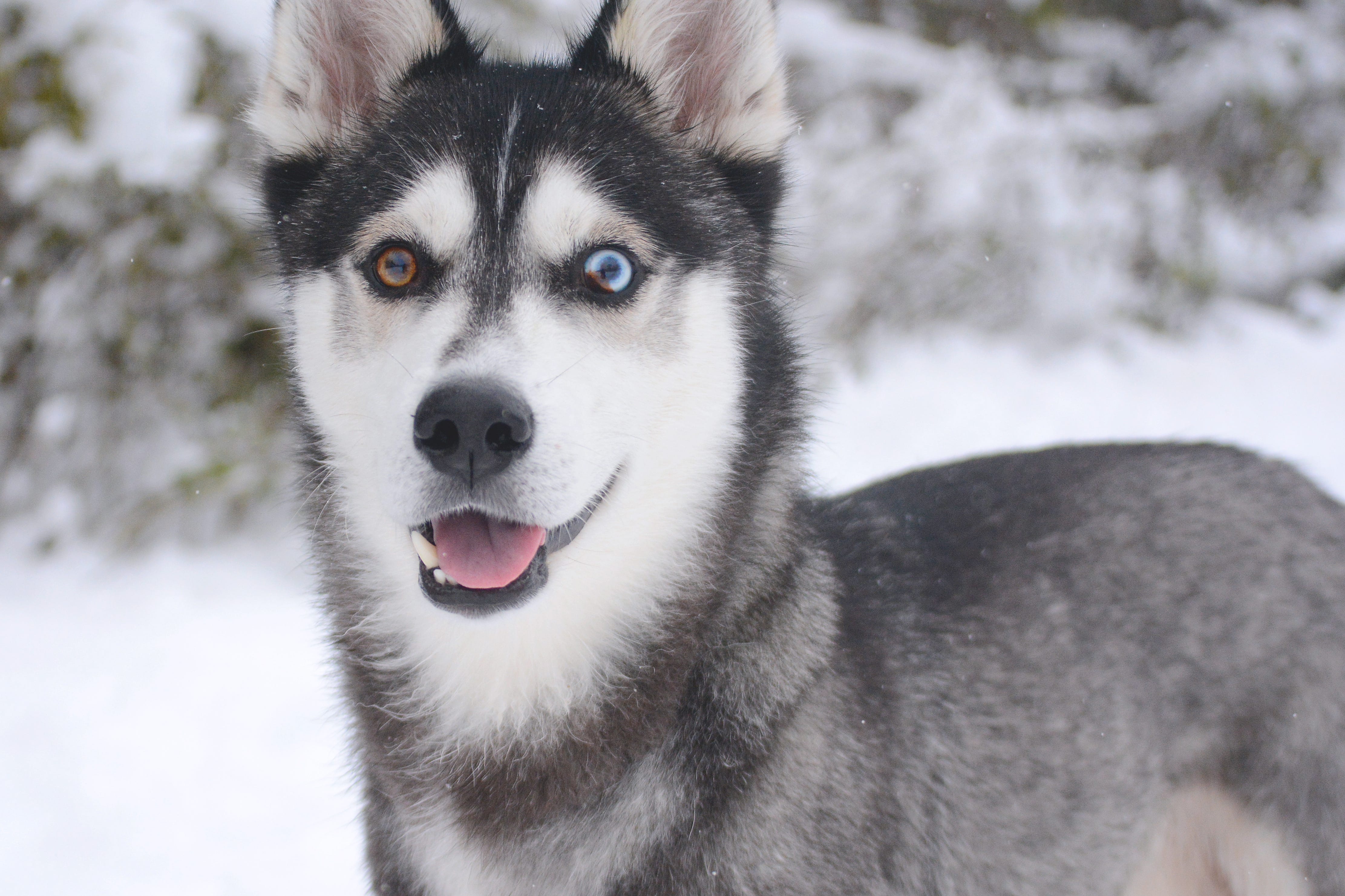 parti eyed husky