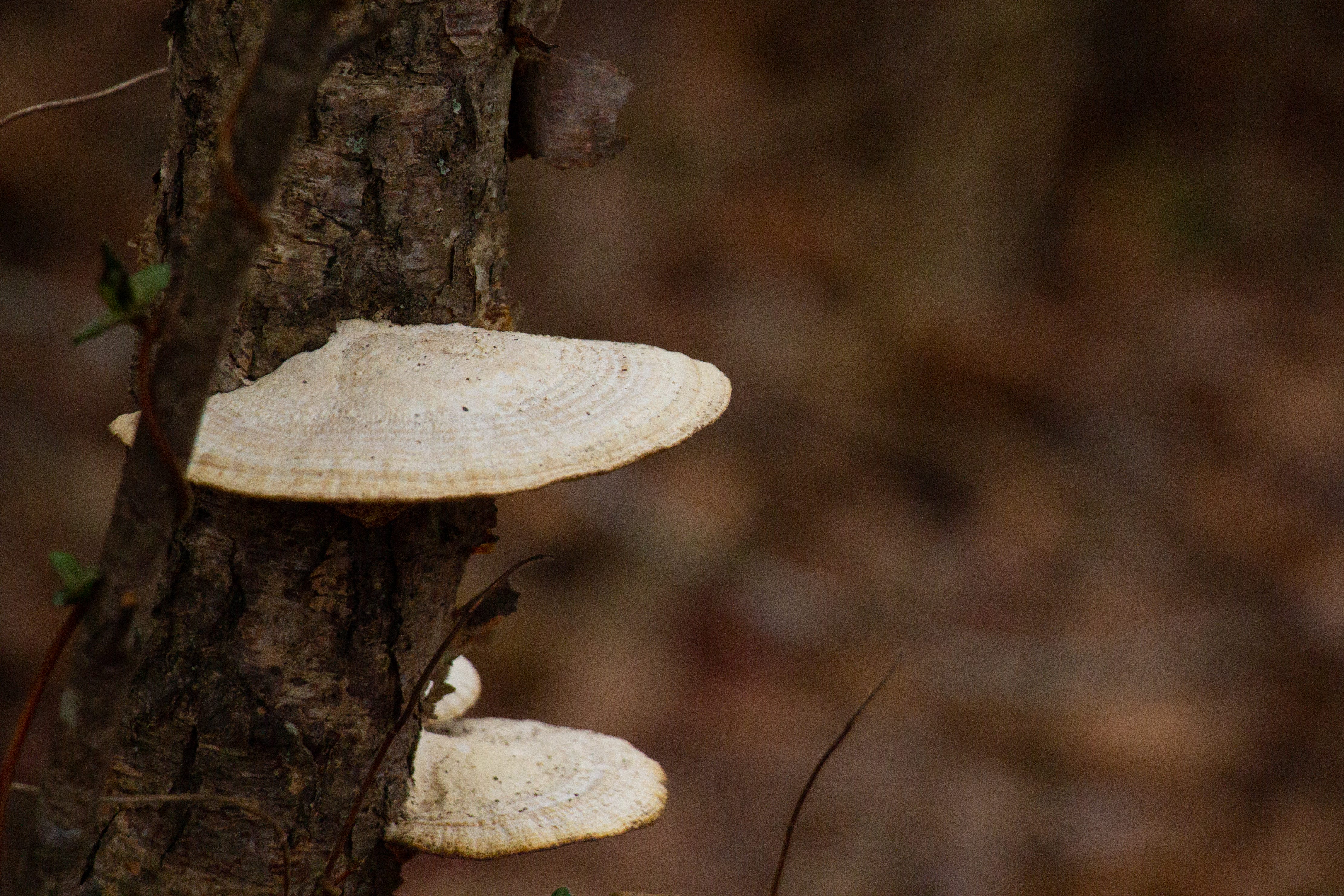 Some white mushrooms growing around a tree trunk.
