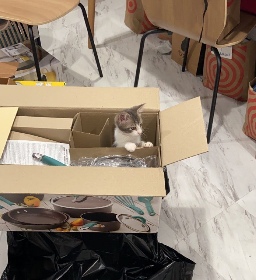 Why Do Cats Hop Into Every Box They Find? by Kathryn Lee Catness