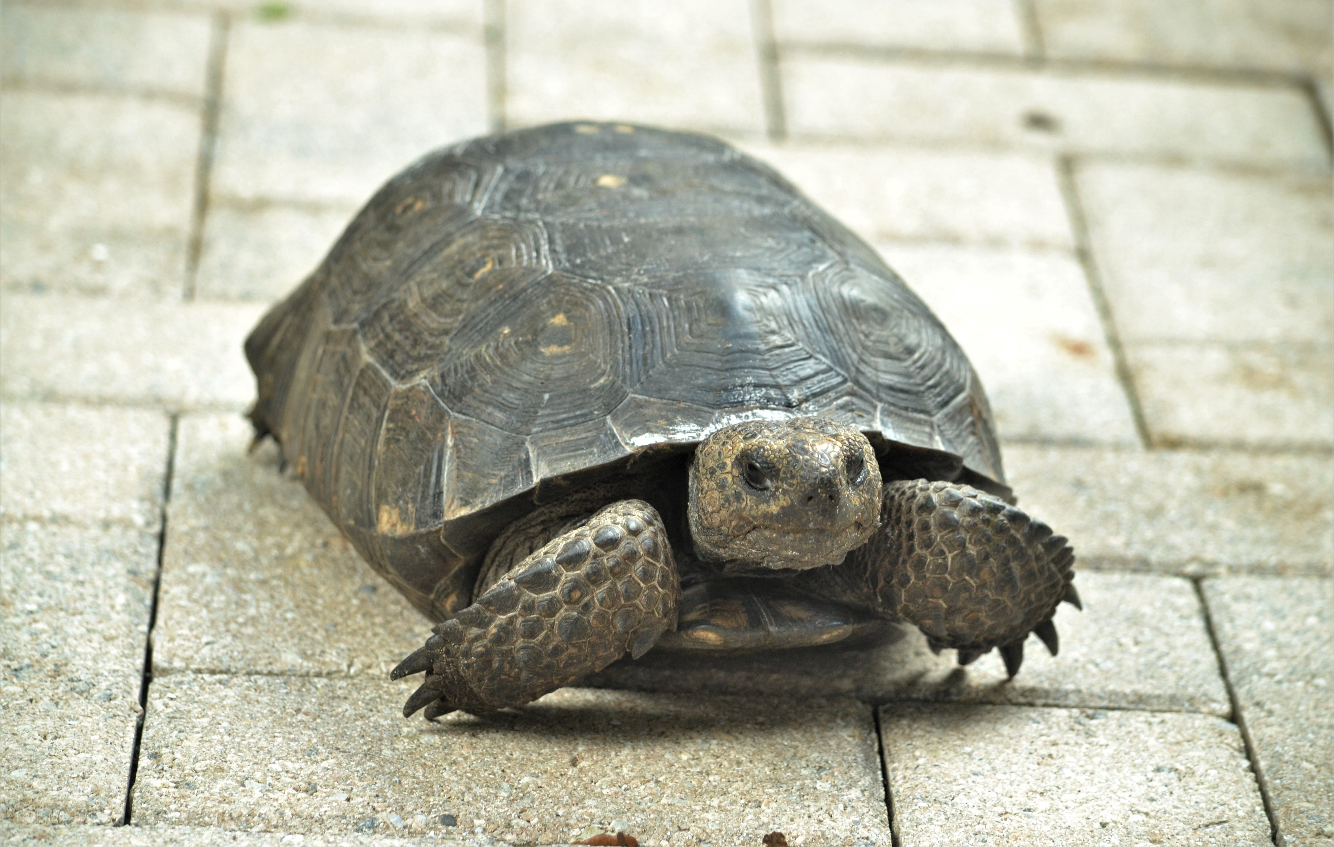 The Day I Saw A Gopher Tortoise Fight By John Dean Dean S List Medium