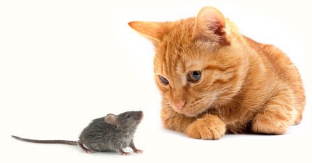 NYC Uses Cats As An Effective Method of Pest Control
