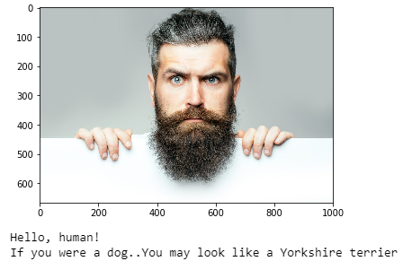 Identifying Dog Breeds using Deep Learning | by Moumita Mukherjee | Medium