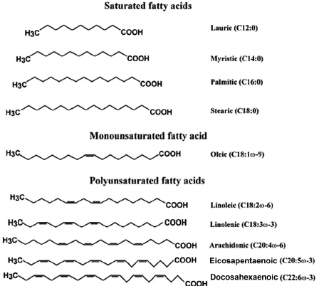 The False Dichotomy Of Fats Stephen Decker Medium