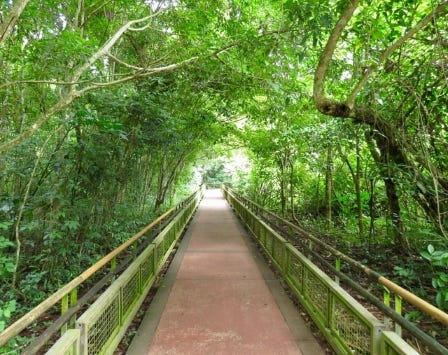 Path covered with green trees