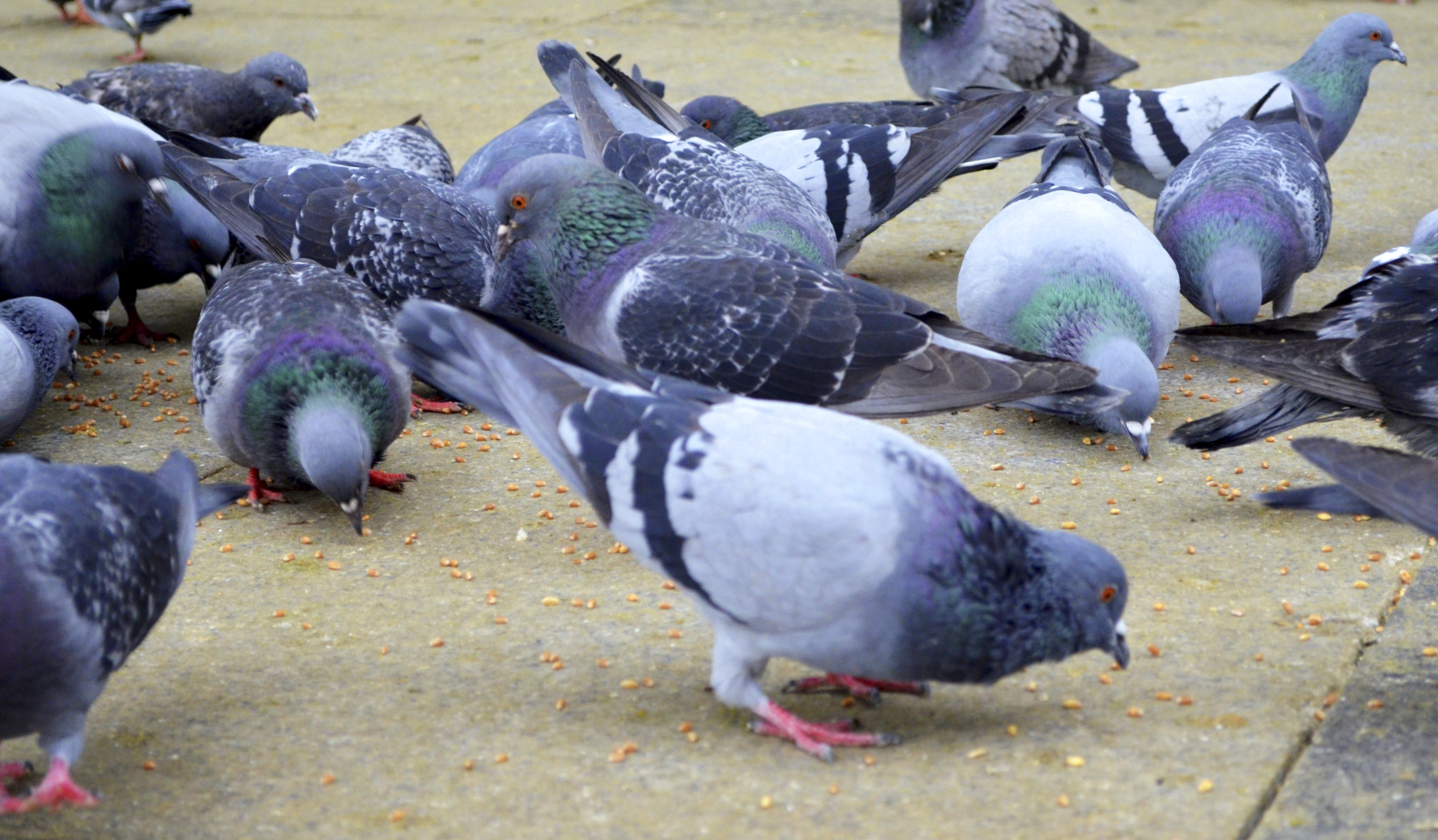 racing pigeons supplies