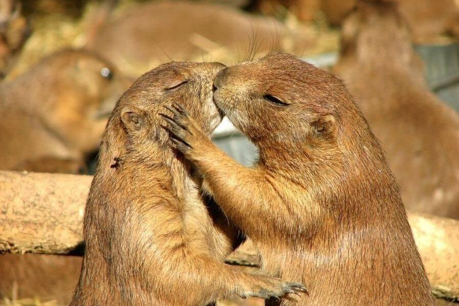 Just Kissing The Practice Of Erotic Oral Communication By Amanda Luterman Medium Just Kissing The Practice Of Erotic Oral Communication By Amanda Luterman Medium