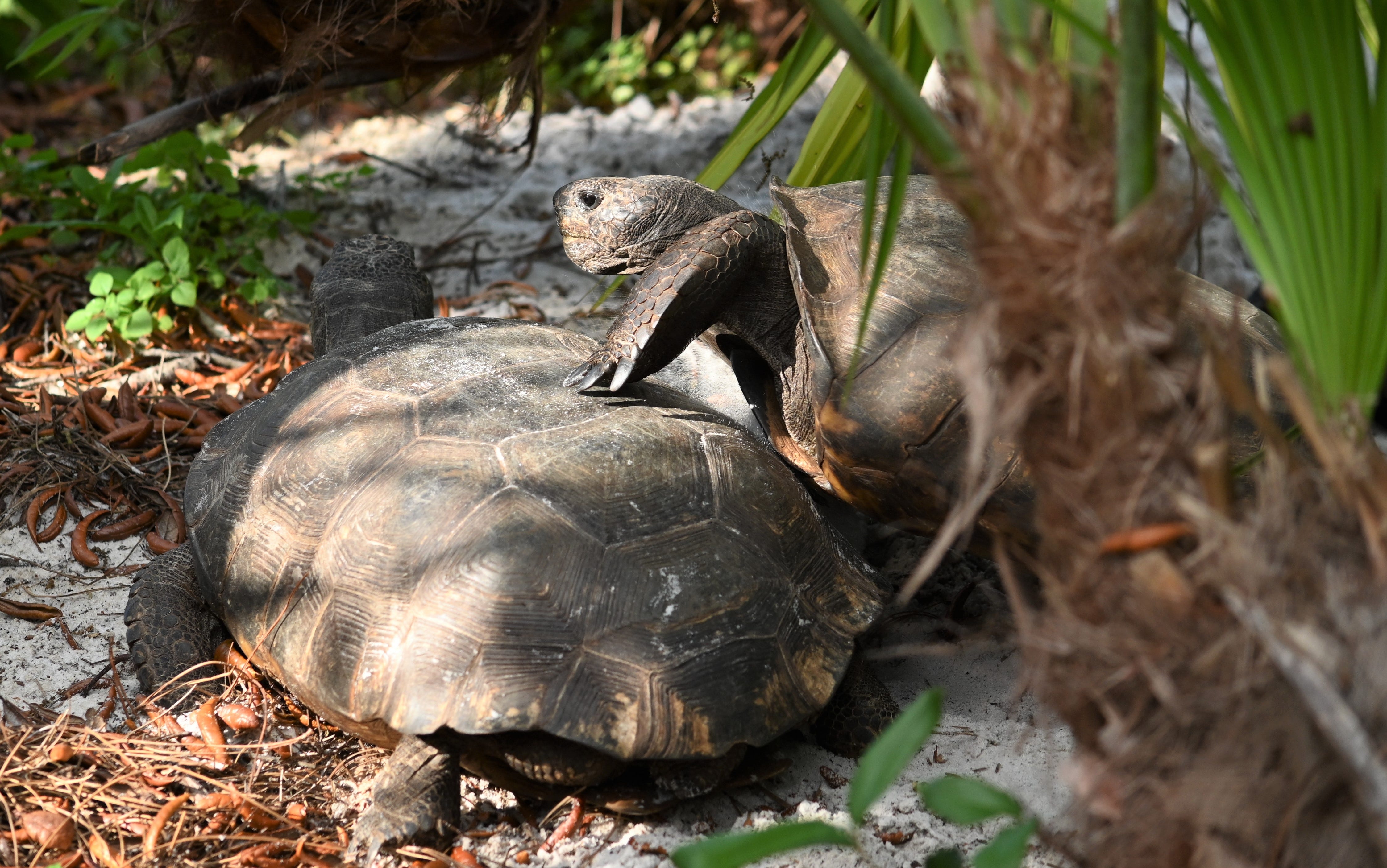 The Day I Saw A Gopher Tortoise Fight By John Dean Dean S List Medium
