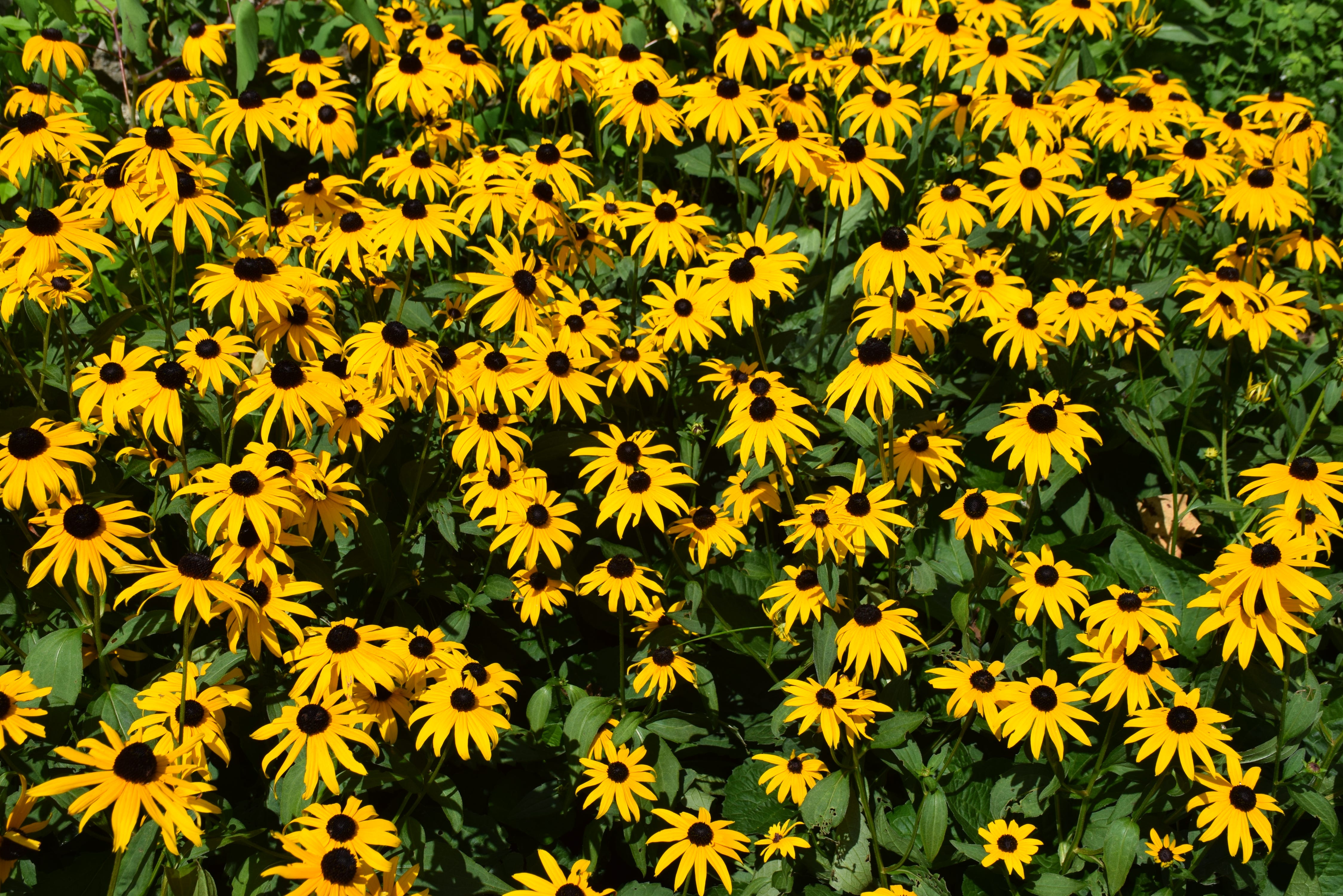 What to plant in your yard this spring & summer? Native flowers! by