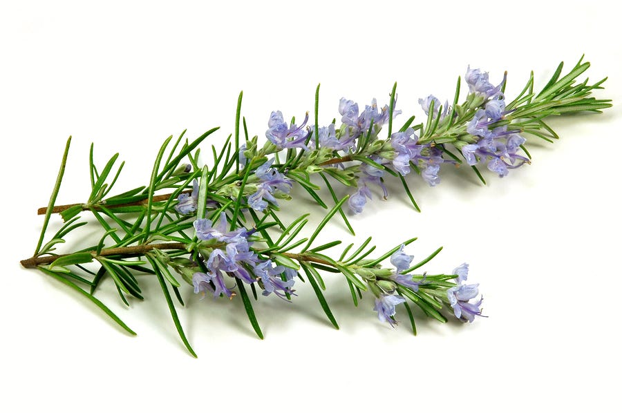herbs for glowing skin - Rosemary