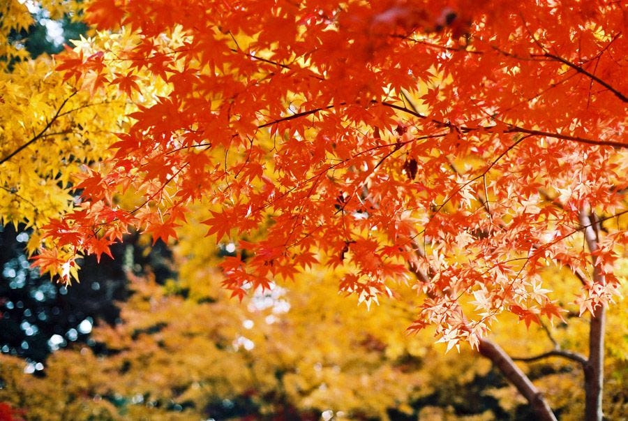 The Wonders Of Momiji Season In Japan By Jen B Coto Academy Medium