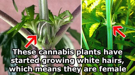 第八步 開花期來了 如何讓她長得又肥又茂密 植物準備要開花了 當你看到花苞的時候要怎麼辦 開花期會持續到採收 這個時期妳會需 By Kao Medium