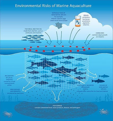 Mariculture: Farming the Ocean to Feed a Future Population of 10 Billion Humans | by Alex Beyman | Predict | Medium