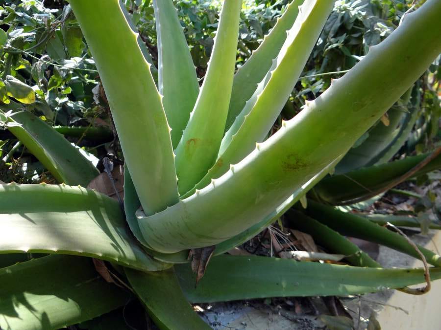 How To Grow Aloe Vera In The Garden Lets Do Farm Medium
