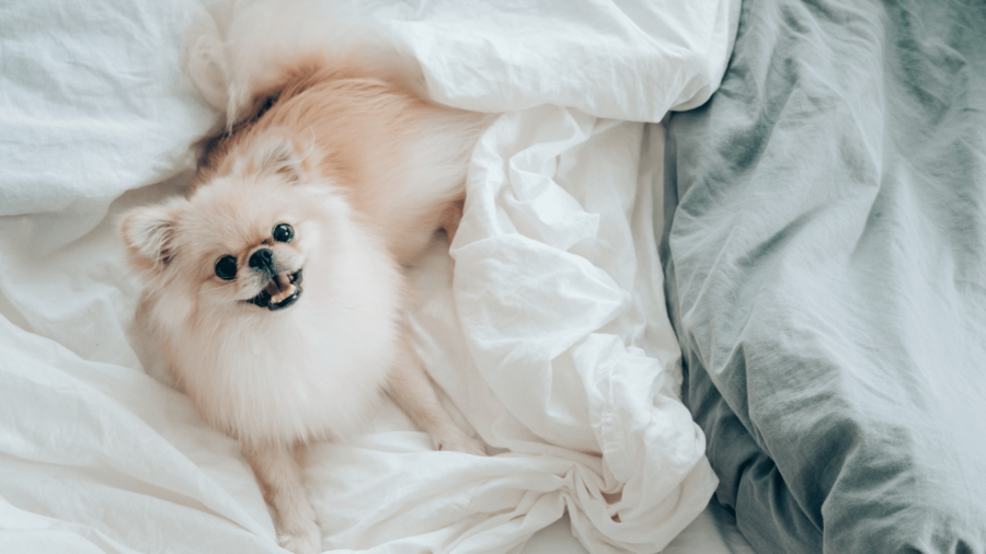 dog peeing bed at night