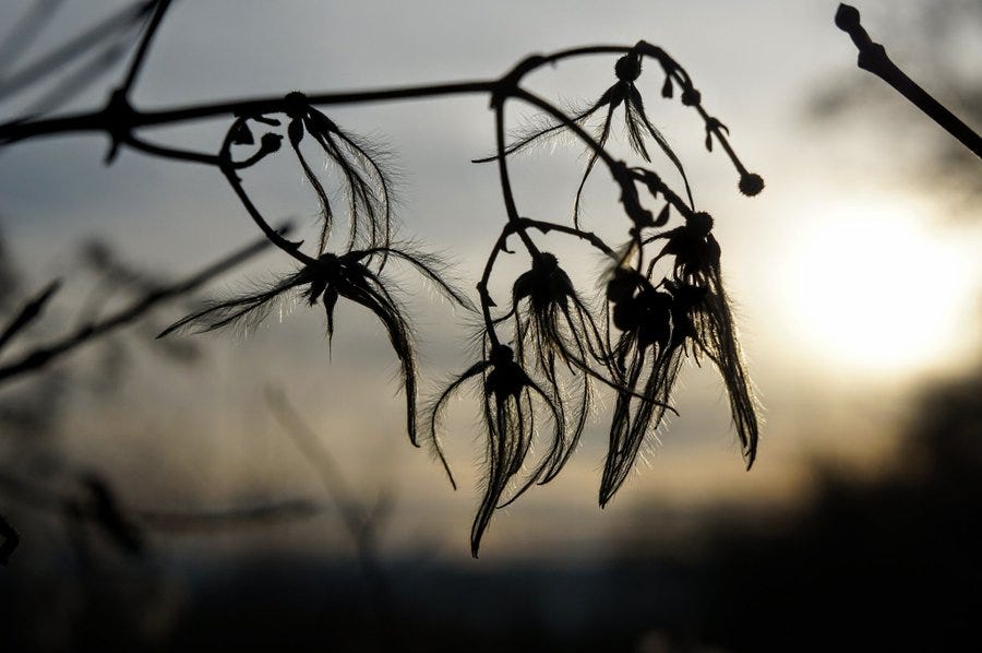 Untitled 3 Scuzzbucket Medium