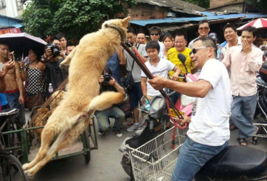 dog festival What the pictures of the chinese dog festival arouse ...