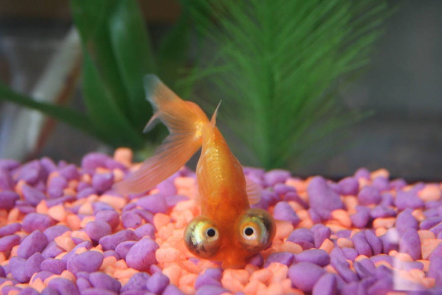 Ad Ogni Stagione Il Suo Pesce Quando Mi Trovo A Parlare Di By Antonella Giordano Culturaincucina Medium