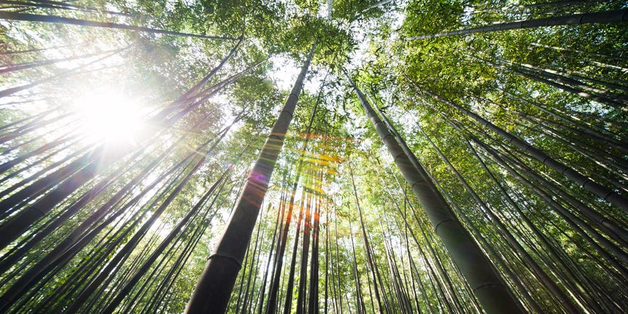 Lessons We Can Learn From The Chinese Bamboo Tree By Adrian Sauvageot Making Of A Millionaire<script async src=