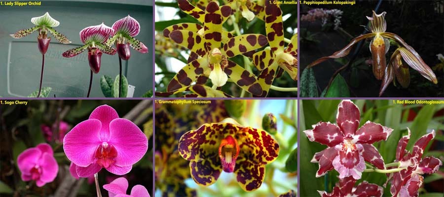 Terkeren 13 Bunga  Anggrek Hutan Kalimantan Gambar  Bunga  