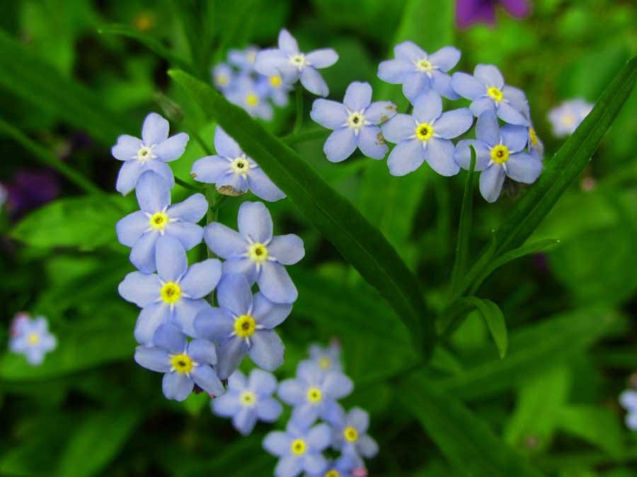 For Spring. dominate the Spring… by Louise Peacock Weeds
