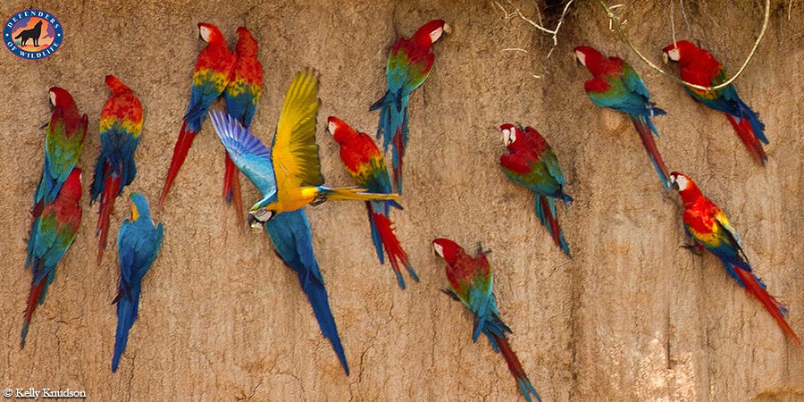 types of macaw parrots