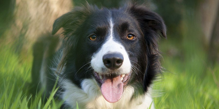 border collie farm near me