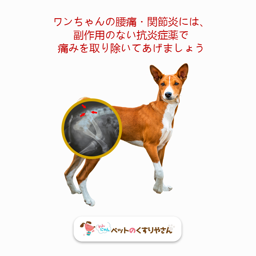 ワンちゃんの腰痛 関節炎には 副作用のない抗炎症薬で 痛みを取り除いてあげましょう By Petnokusuriyasan Medium ワンちゃんの腰痛 関節炎には 副作用のない抗炎症薬で 痛みを取り除いてあげましょう By Petnokusuriyasan Medium