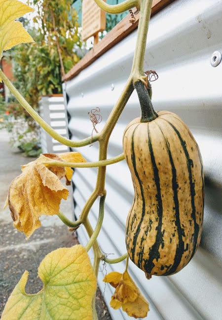 Winter Squash Vs Summer Squash What Is The Difference By Amanda Dunker Avalow Medium